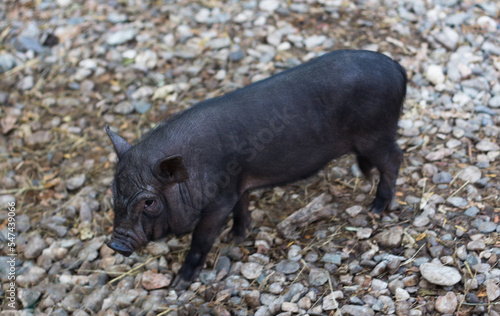Small black pig in a paddock