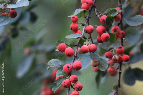 Close-up shot of Aronia arbutifolia growing outdoors photo