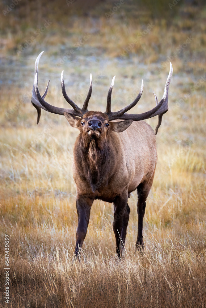 Bull Elk Bull Elk