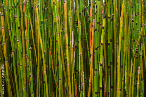 Bamboo grass stalk plants stems growing in dense forest like grove as a relaxing and peaceful green background