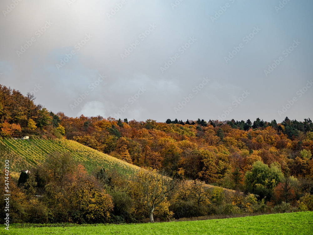 Weinberge im Herbst Weinberge im Herbst