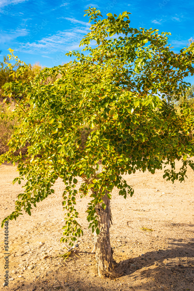 Dwarf desert aspen tree in Havasu City, Arizona