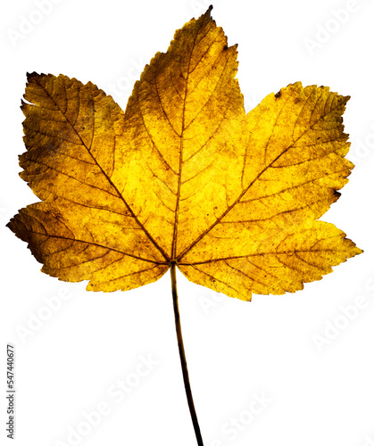 Backlit, isolated maple or Acer leaf in autumn, close up