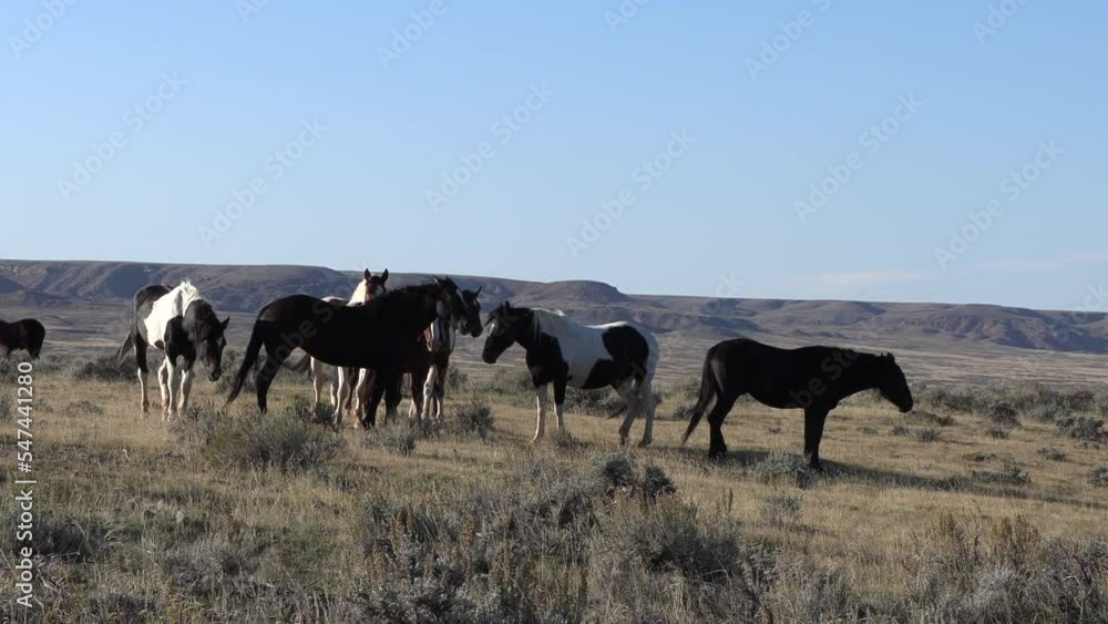 Wild Horses in Autumn in the Wyoming Desert Wild Horses in Autumn in the Wyoming Desert