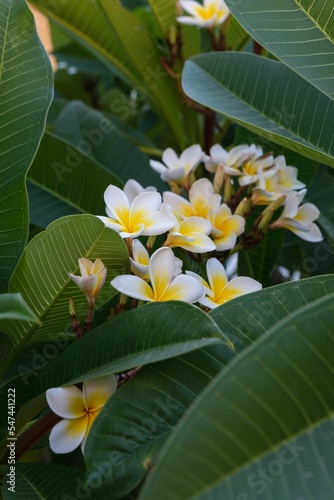 Vertical macro shot of the Plumeria alba floral plant growing with green leaves photo