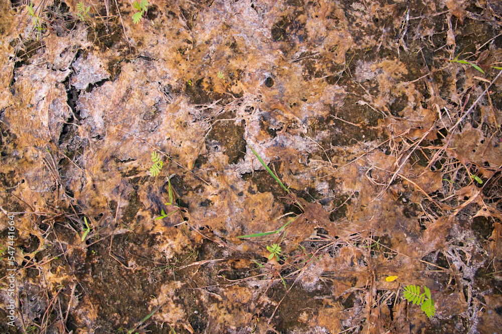 Fungi Dry Moss or Old fallen leaves texture may be used as a background wallpaper Fungi Dry Moss or Old fallen leaves texture may be used as a background wallpaper
