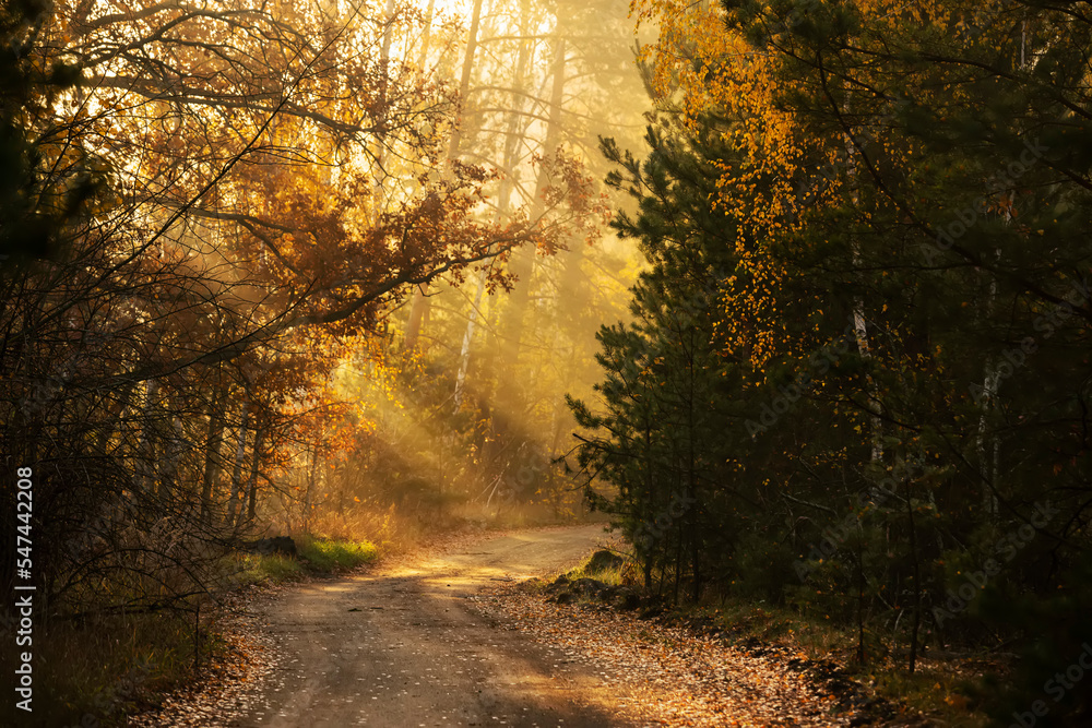 Gentle sunny morning in the autumn forest. Road among the forest and rays of sunlight.