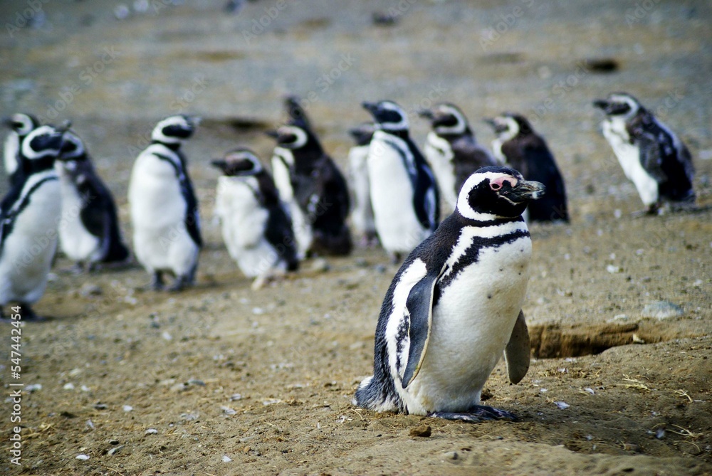 Obraz premium Sailing from Punta Arena to Isla Magdalena (Chile, Patagonia) you can interact with one of the largest colonies of Magellanic Penguins