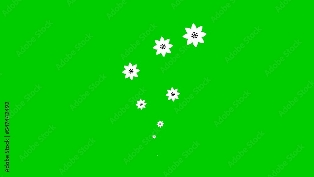 Animated white beautiful flowers fly from bottom to top. A fountain of flying on white background. Looped video. Vector illustration isolated on the green background. Animated white beautiful flowers fly from bottom to top. A fountain of flying on white background. Looped video. Vector illustration isolated on the green background.
