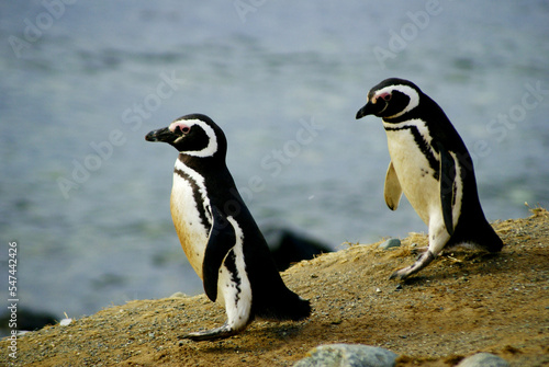 Sailing from Punta Arena to Isla Magdalena (Chile, Patagonia) you can interact with one of the largest colonies of Magellanic Penguins