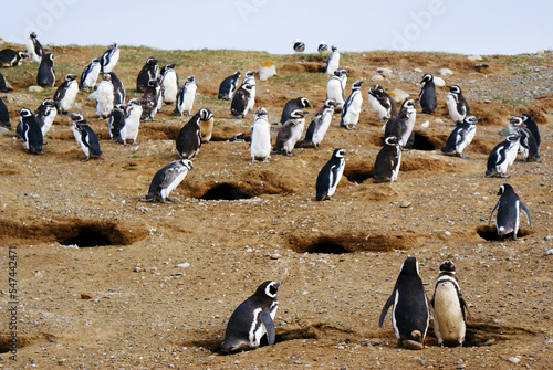 Sailing from Punta Arena to Isla Magdalena (Chile, Patagonia) you can interact with one of the largest colonies of Magellanic Penguins