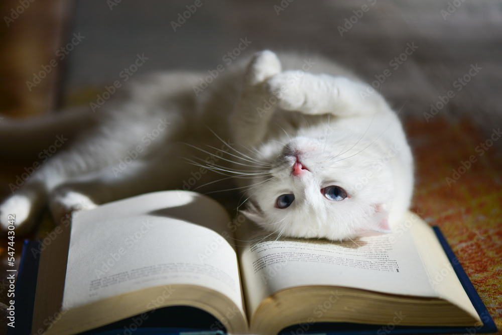 The white cat and the book The white cat and the book