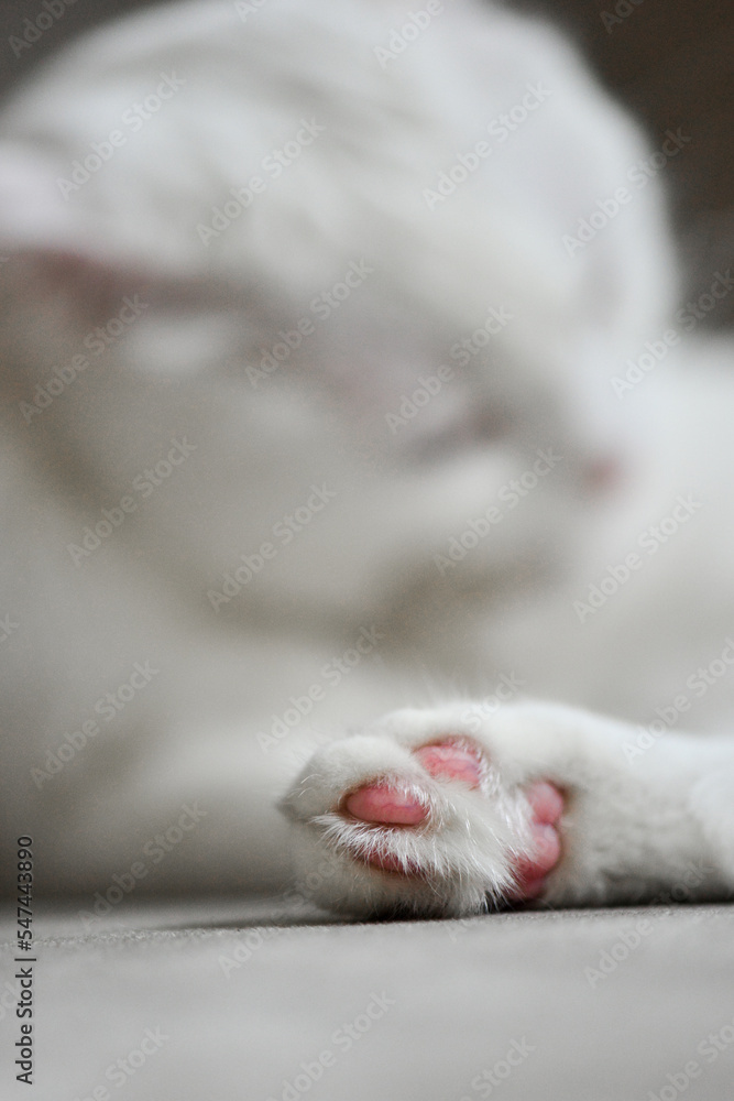 White Scottish fold kitten with blue eyes details
White Scottish fold kitten with blue eyes details