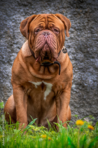 Beautiful representative of the breed Bordeaux Great Dane