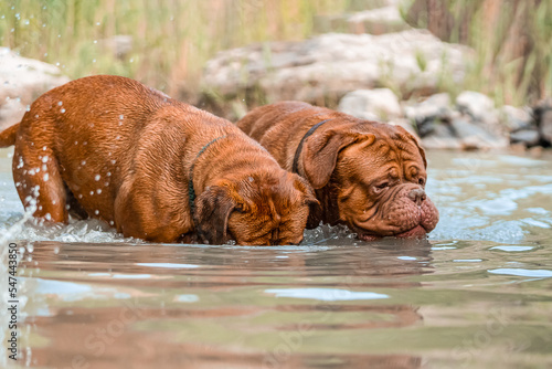 Wallpaper Mural Two big dogs, Bordeaux Great Danes playing in the water Torontodigital.ca