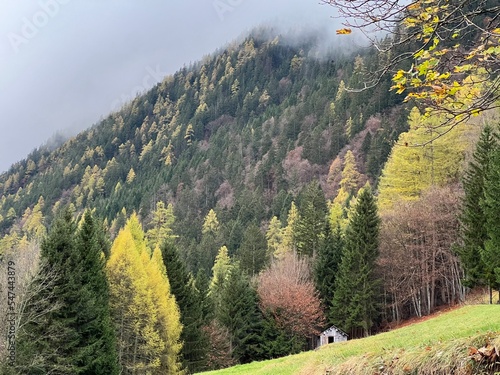 Magical late autumn colors in the mixed mountain forest at the foot of the mountains above the Taminatal river valley and in the massif of the Swiss Alps, Vättis - Canton of St. Gallen, Switzerland photo