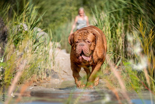 Wallpaper Mural French Mastiff by the water Torontodigital.ca