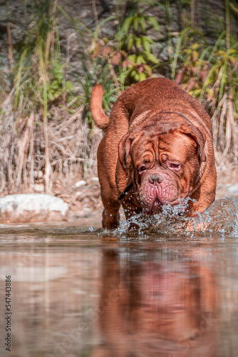 Wallpaper Mural French Mastiff by the water Torontodigital.ca