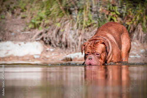 Wallpaper Mural French Mastiff by the water Torontodigital.ca