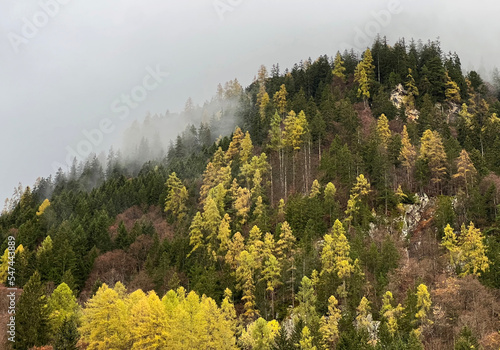 Magical late autumn colors in the mixed mountain forest at the foot of the mountains above the Taminatal river valley and in the massif of the Swiss Alps, Vättis - Canton of St. Gallen, Switzerland photo