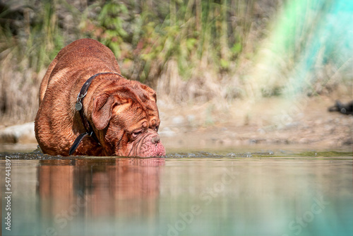 Wallpaper Mural French Mastiff by the water Torontodigital.ca