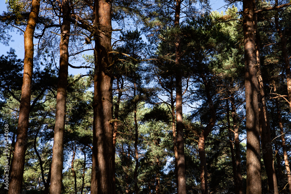 Fototapeta premium autumn woodlands
