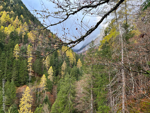 Magical late autumn colors in the mixed mountain forest at the foot of the mountains above the Taminatal river valley and in the massif of the Swiss Alps, Vättis - Canton of St. Gallen, Switzerland photo