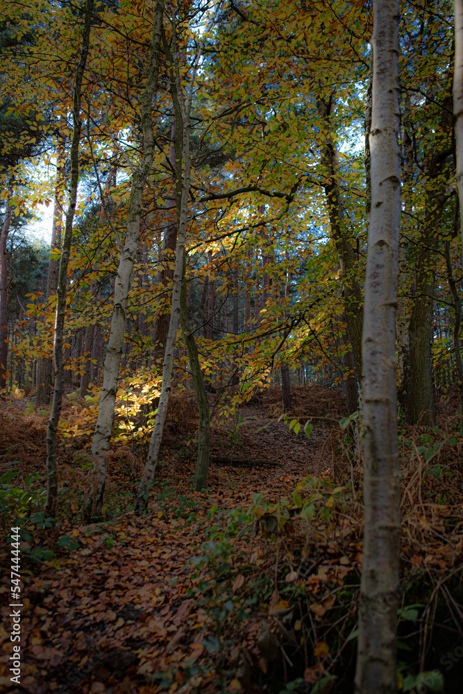 Obraz premium autumn woodlands