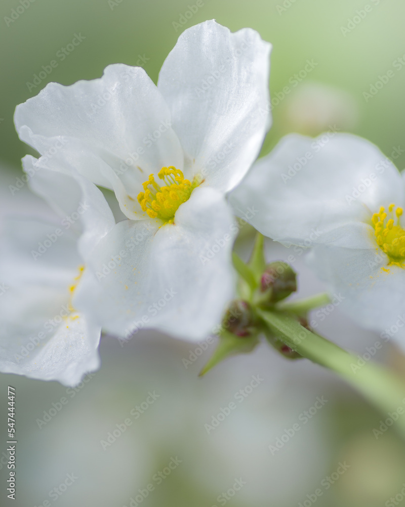 close up of white flowers close up of white flowers