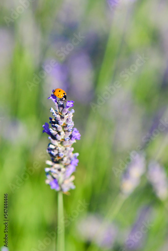 Lavender garden and ladybug
