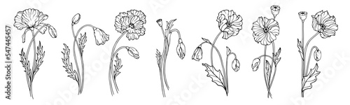 Set of botanical sketches of poppy flowers and buds.Vector graphics.