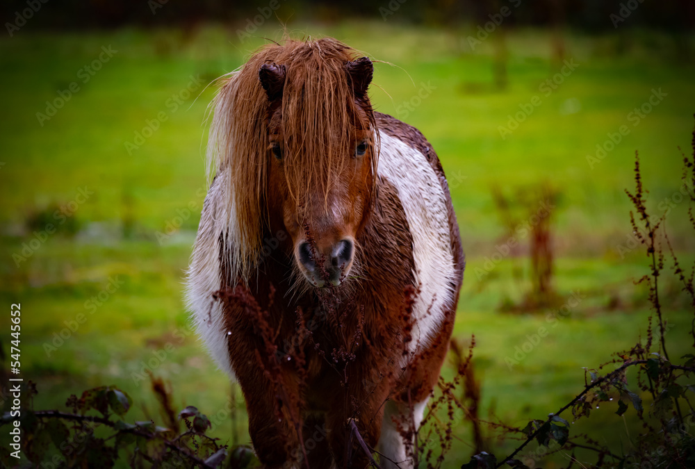 Fototapeta premium Shetland Pony in a pasture field