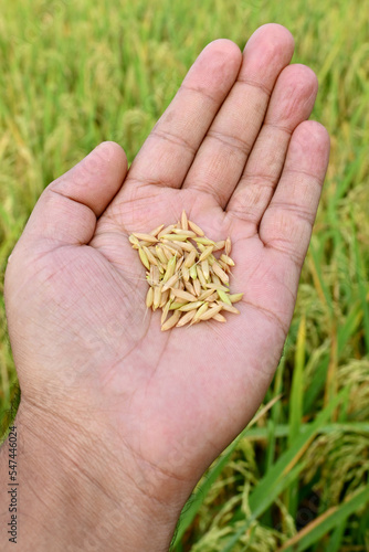 closeup the bunch ripe yellow green paddy rough grains hold hand soft focus natural green brown background.