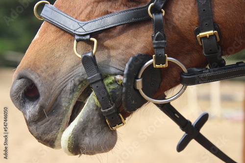 Horse deetails © Shanleigh
