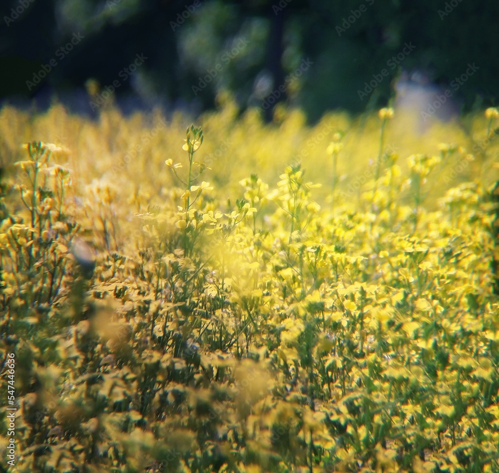 Obraz premium field of yellow flowers
