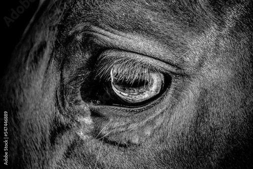 Horse deetails © Shanleigh