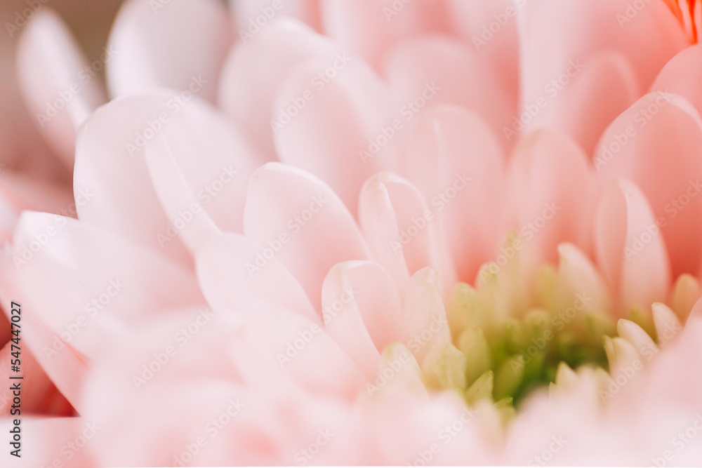 A white chrysanthemum flower.