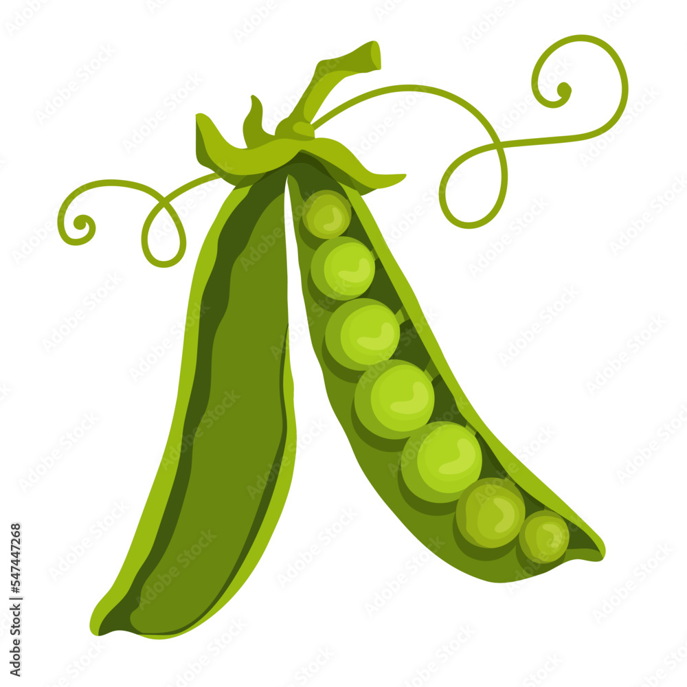 Ripe green pea pod. Vector graphics. Ripe green pea pod. Vector graphics.