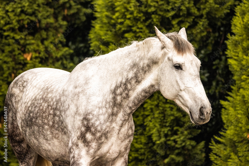 Fototapeta premium Horse