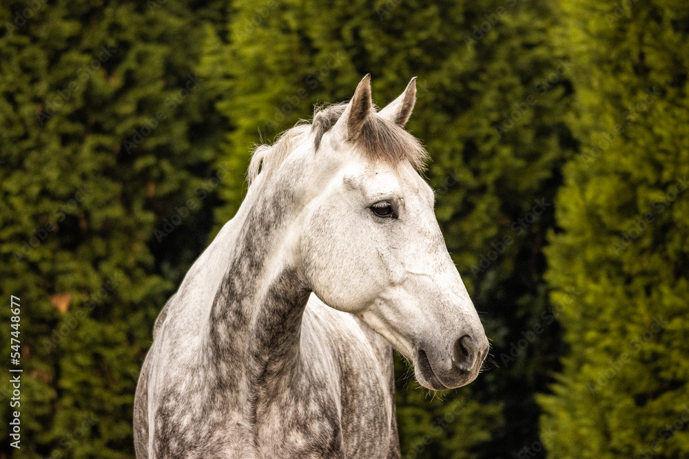 Fototapeta premium Horse