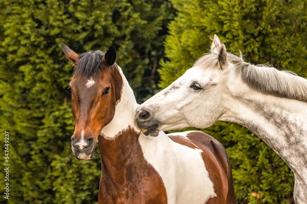 Naklejka premium Horse