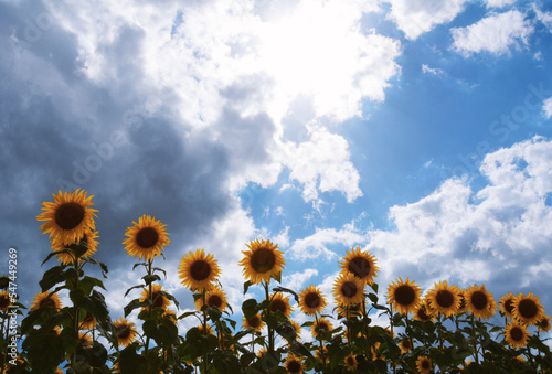 Molise, Italia: coltivazione di girasoli. 