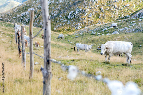 Molise, Campitello: i pascoli del Matese. 