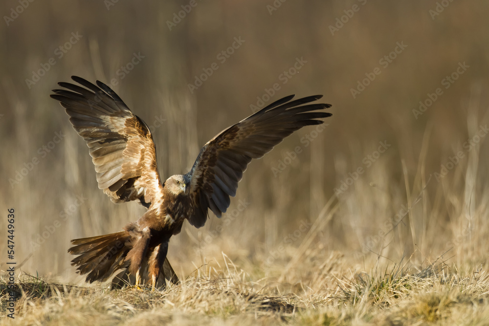 Obraz premium Flying Birds of prey Marsh harrier Circus aeruginosus, hunting time Poland Europe