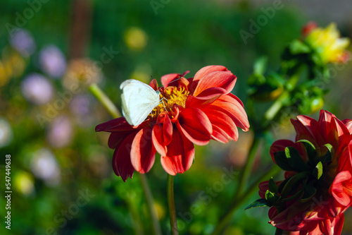 White butterfly on a red flower