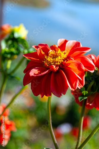 Close-up - Beautiful red Dahlia flowers with a yellow core and green stems against the background of the blue river Yuryuzan