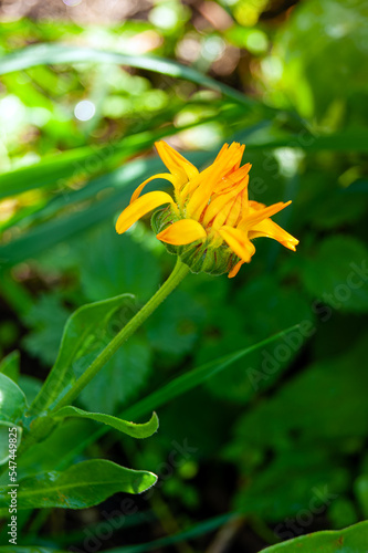 Closed evening calendula flower with yellow petals and green stem
