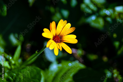 Calendula with yellow petals and a brown moist heart after rain.