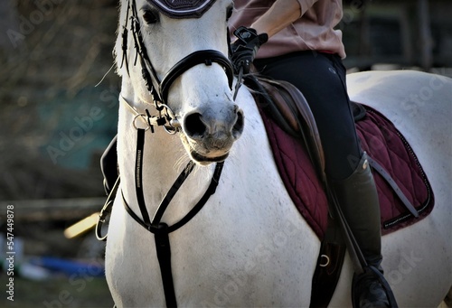 White racing horse with jockey