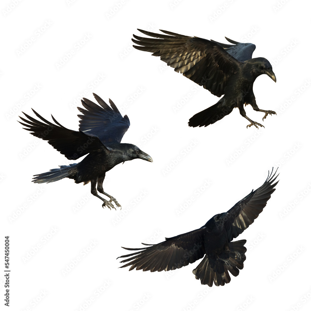 Obraz premium Birds flying ravens isolated on white background Corvus corax. Halloween - mix three birds, silhouette of a large black bird in flight cut out on a white background for use in graphic arts